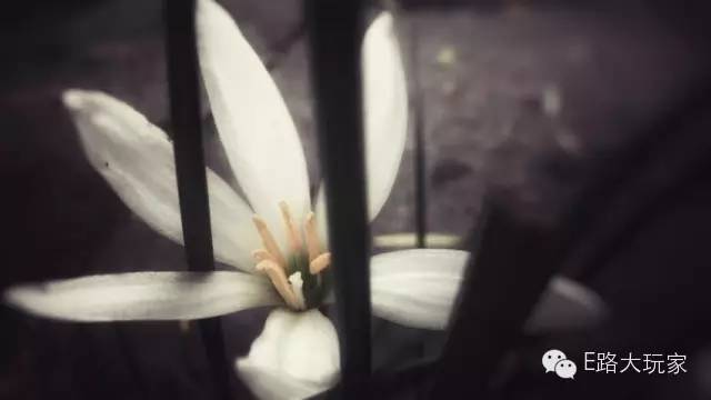 手機攝影俱樂部“金秋旅行手機攝影賽”獲獎名單出爐