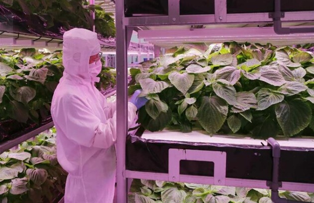 所謂日本企業(yè)放棄中國市場的真相