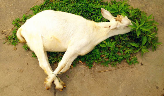 高通為什么和魅族撕破臉？細談魅族的前世今生