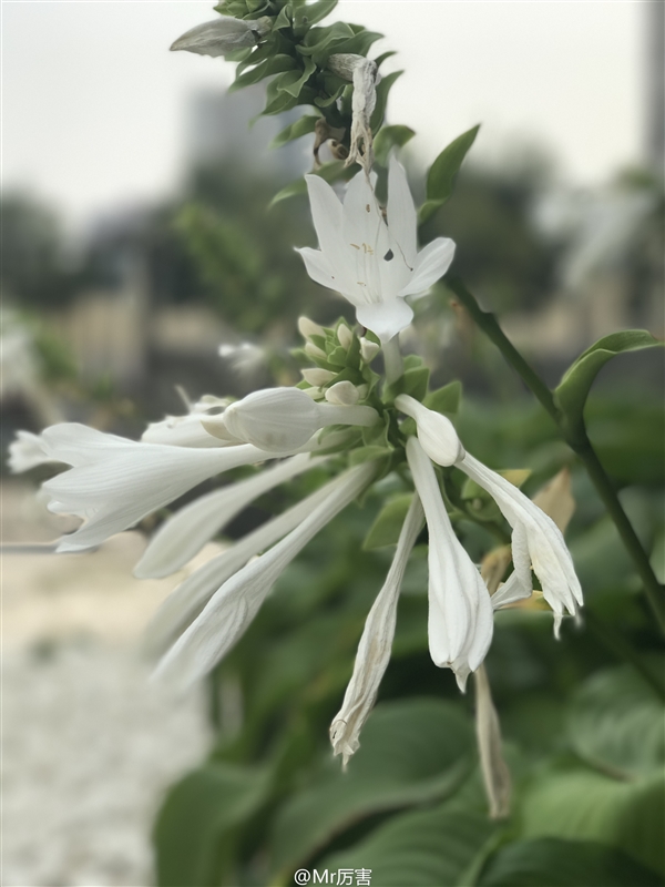 雙攝死磕！華為P9和iPhone7Plus拍照誰(shuí)更好？