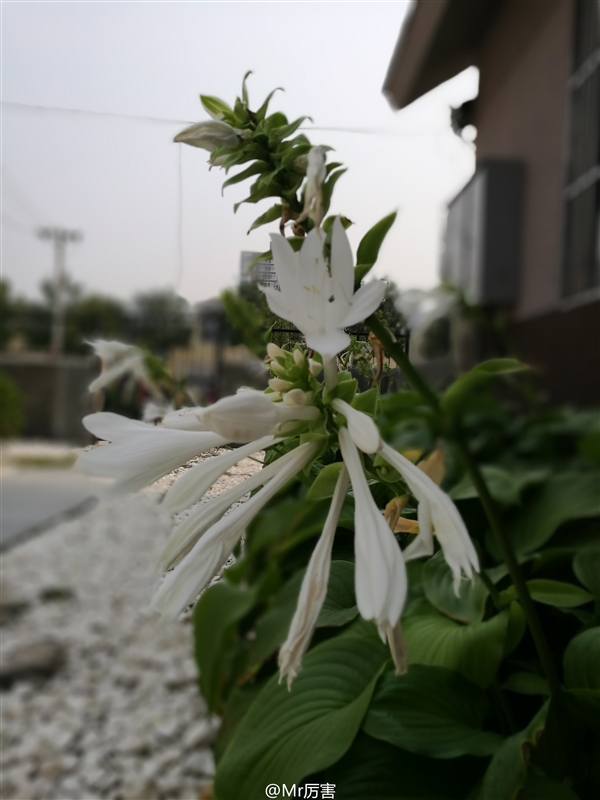 雙攝死磕！華為P9和iPhone7Plus拍照誰(shuí)更好？