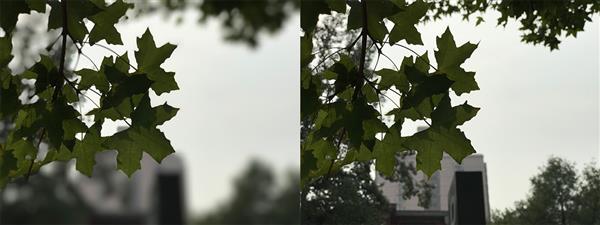 iPhone 7 Plus拍照虛化到底怎樣？實拍大吃一驚