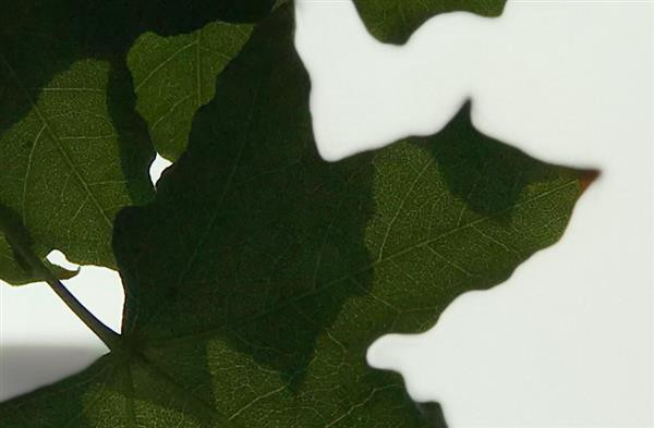 iPhone 7 Plus拍照虛化到底怎樣？實拍大吃一驚