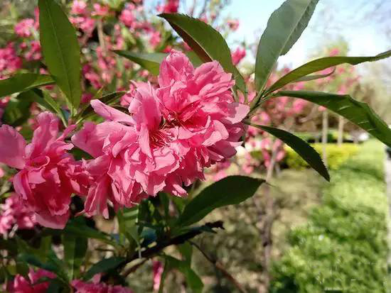 國(guó)美K1評(píng)測(cè)：一流設(shè)計(jì)手感配虹膜識(shí)別