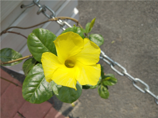 vivo Y75s拍照實(shí)測(cè)：中端價(jià)位新秀，拍出好照片很輕松