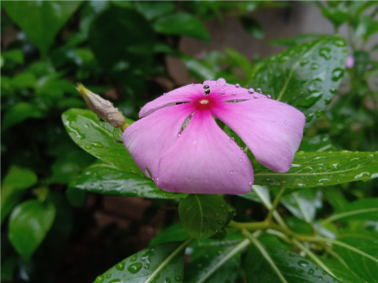 vivo Y81s拍照體驗(yàn)：千元機(jī)中的拍照利器