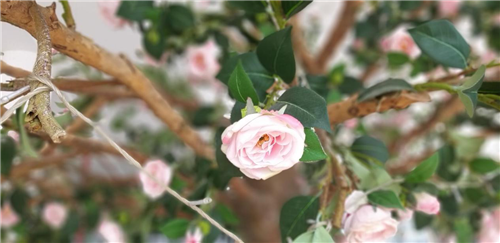 一加6T測評：性能流暢，指紋解鎖滿分