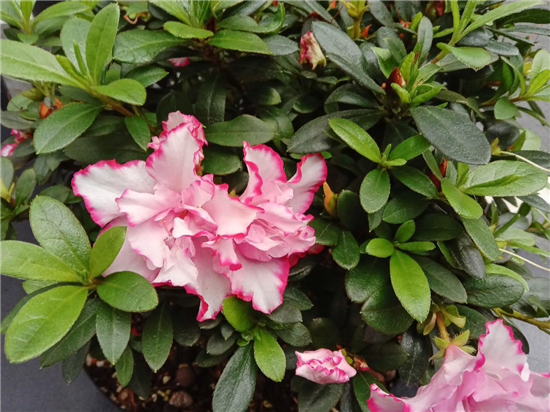 vivo Y91上手體驗(yàn)：潮流外觀+暢快性能，不愧千元新寵