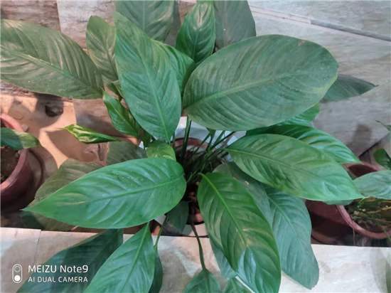 魅族Note9評(píng)測