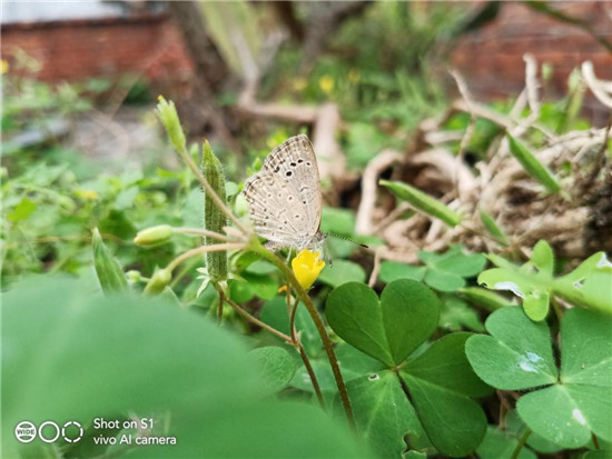 全新vivo S1上手：時(shí)尚、實(shí)力完美邂逅，體驗(yàn)超預(yù)期