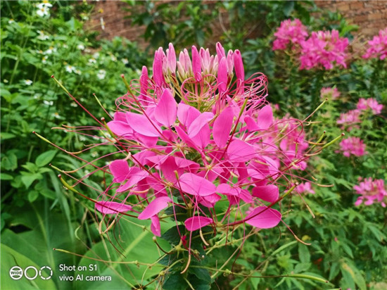 全新vivo S1上手：時(shí)尚、實(shí)力完美邂逅，體驗(yàn)超預(yù)期