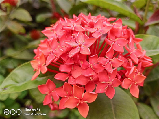 潮美外觀+全新拍照體驗！vivo S1寵愛粉照亮你的美