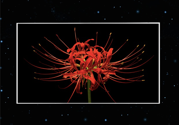 京東方、天馬、惠科、華佳彩、JDI等面板企業(yè)亮相DISPLAY CHINA 2019！多款黑科技展品搶先看！