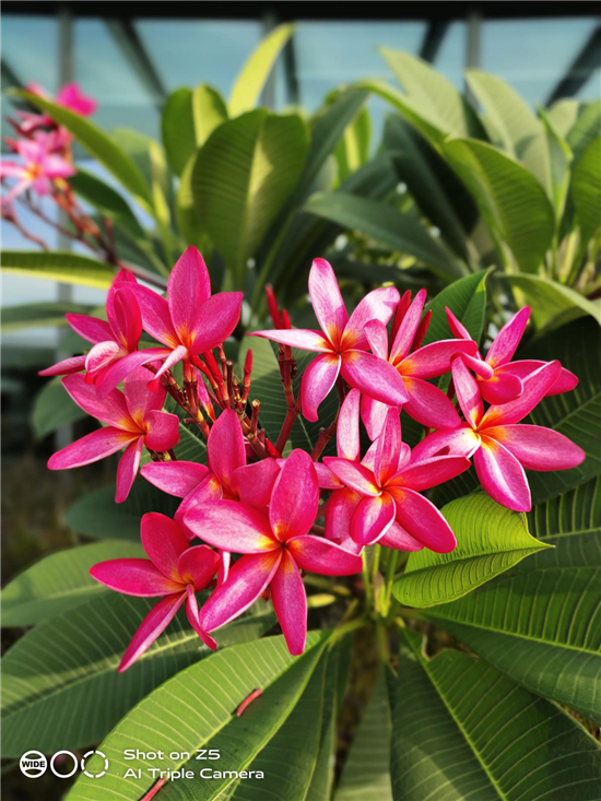 vivo Z5本月31日發(fā)布 采用前置3200萬(wàn)后置4800萬(wàn)旗艦配置