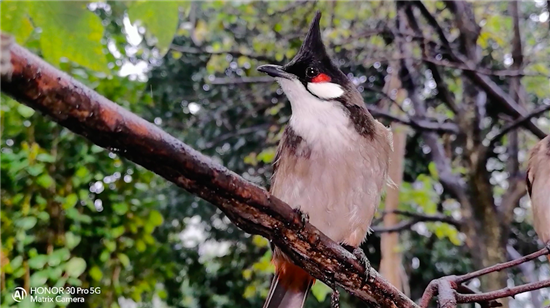 榮耀30系列打造系統(tǒng)級影像能力，聯(lián)合世界自然基金會用鏡頭守望地球生靈